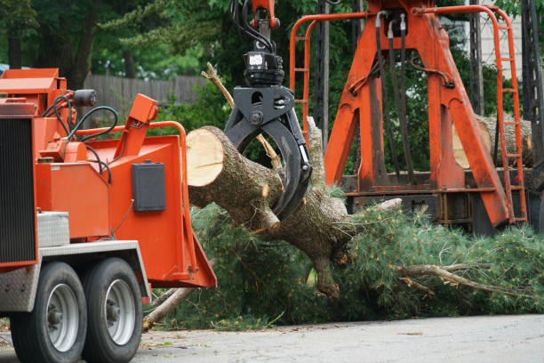 Best Professional Tree Care  in North Star, DE